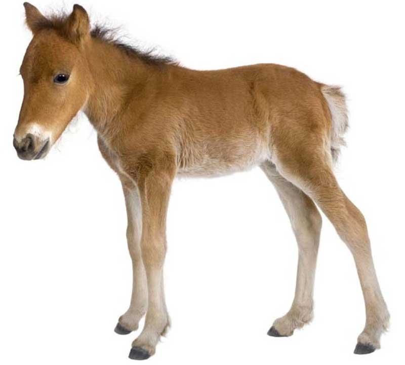 this is foal.